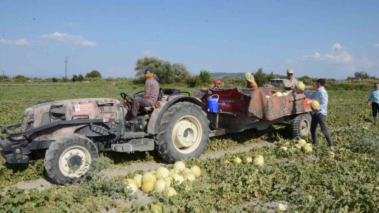 Türkiye, kavuna doyacak