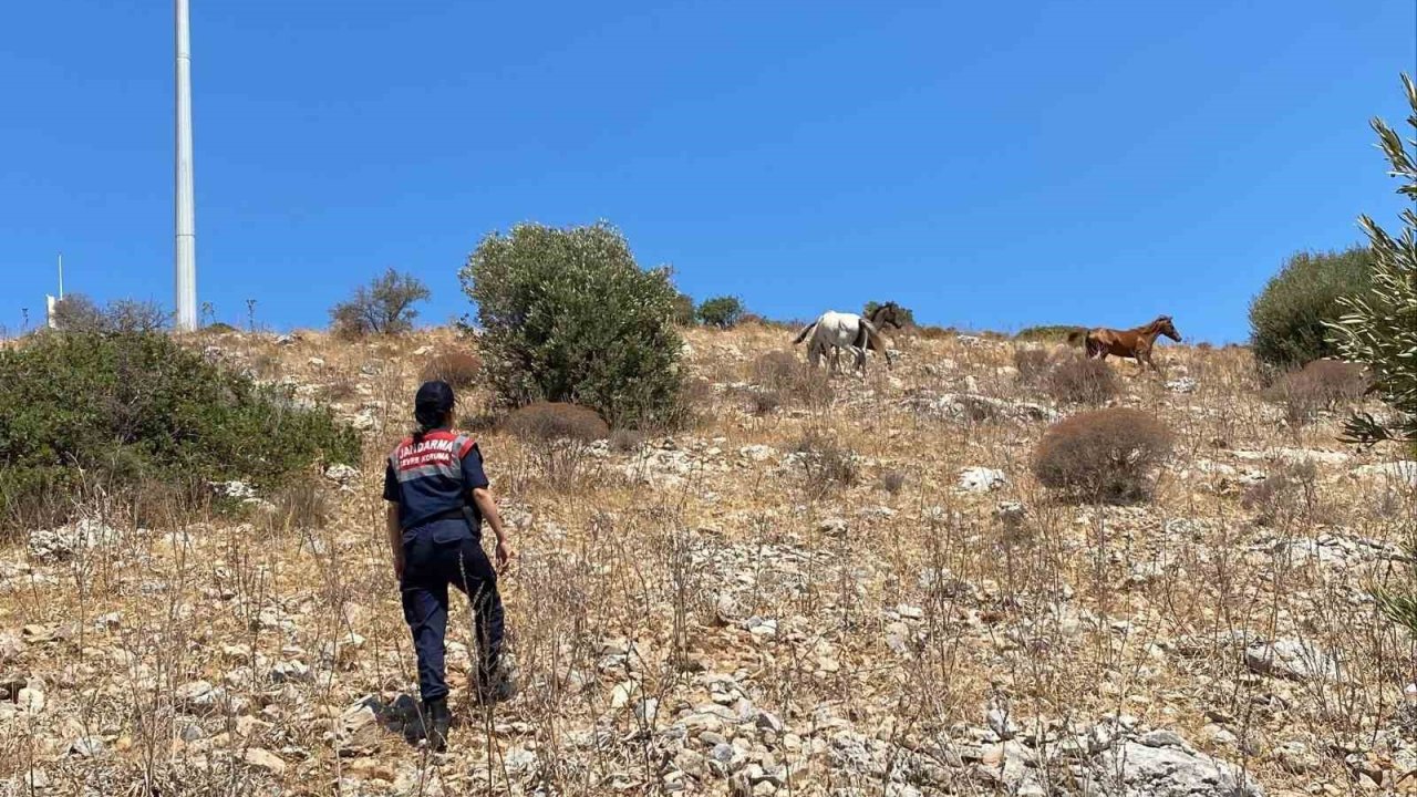 Yaban hayatın son sığınağında jandarmadan denetim
