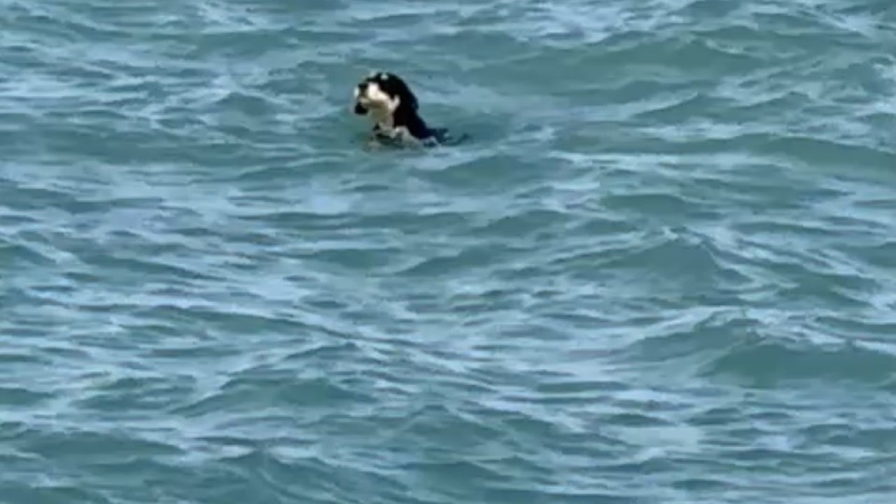 Sıcaktan bunalan köpekler yüzerek serinledi