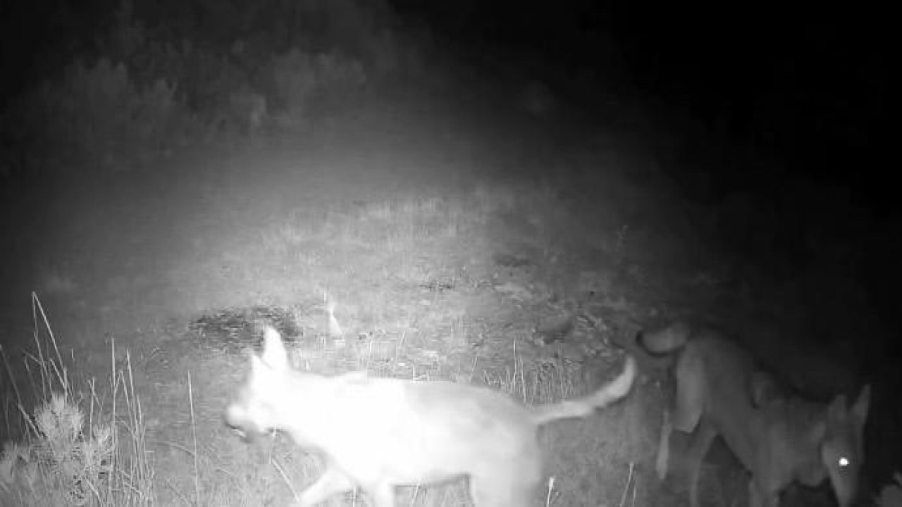 Çankırı’da kurt sürüsü kamerada