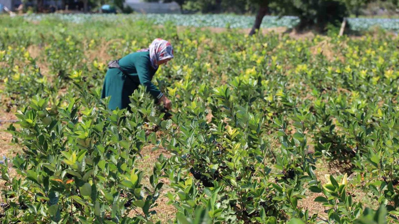 Bafra Ovası’nda aronya üretimi yaygınlaşıyor
