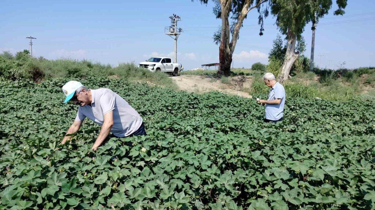Söke’de pamuk tarlalarındaki verim umut veriyor