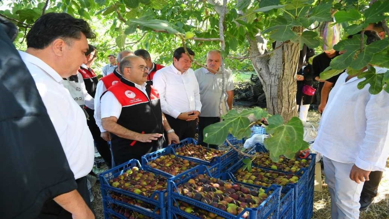 Coğrafi işaretli Havran siyah inciri hasadı başladı