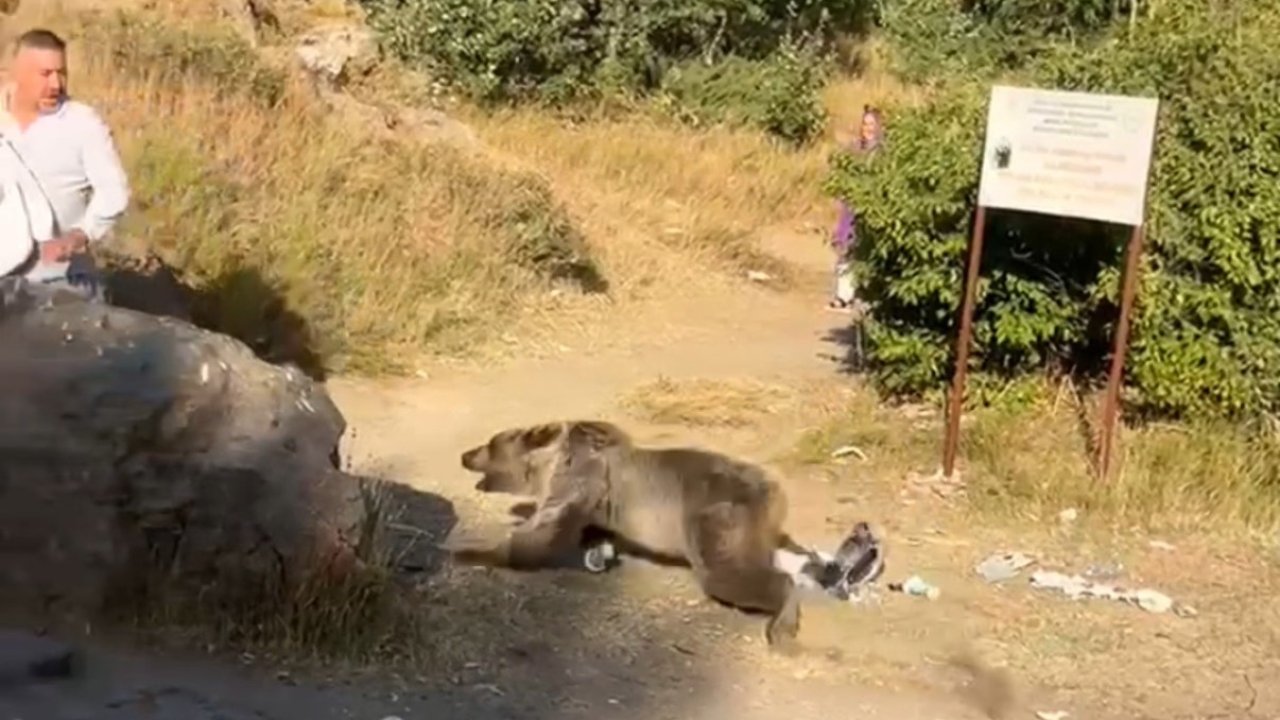 Kucağında bebekle ayı saldırısına uğradı