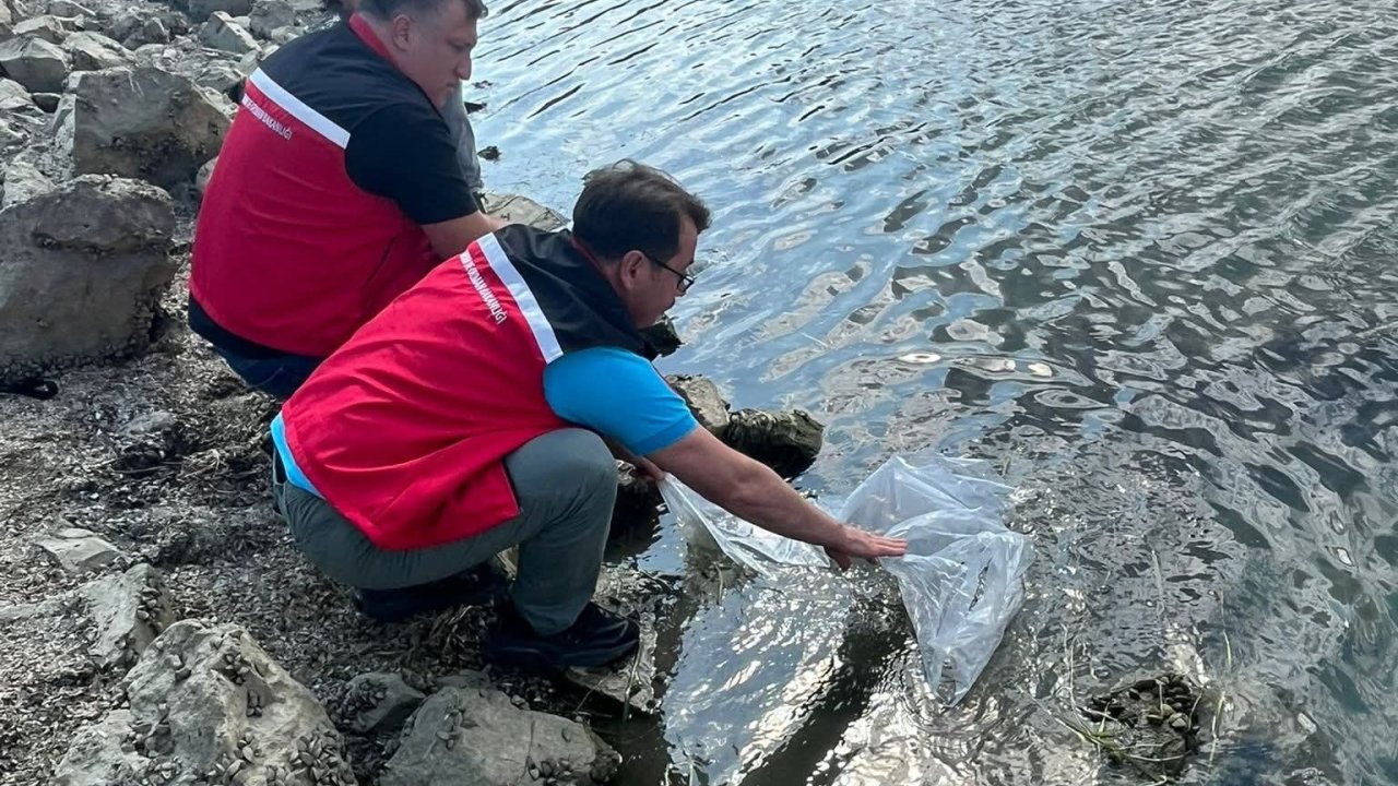 Tekirdağ’da göletlere 975 bin sazan yavrusu bırakıldı