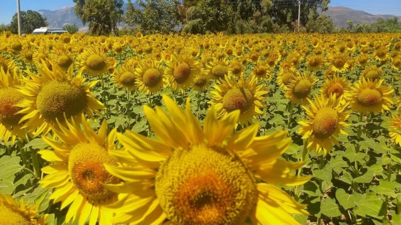 Aydın’da ayçiçeği hasadı başladı