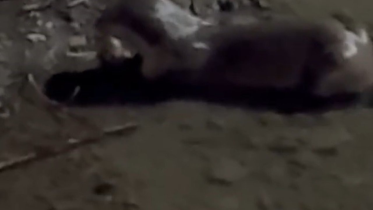 Bayburt’ta su samuru Çoruh’ta avladığı balığı yerken görüntülendi