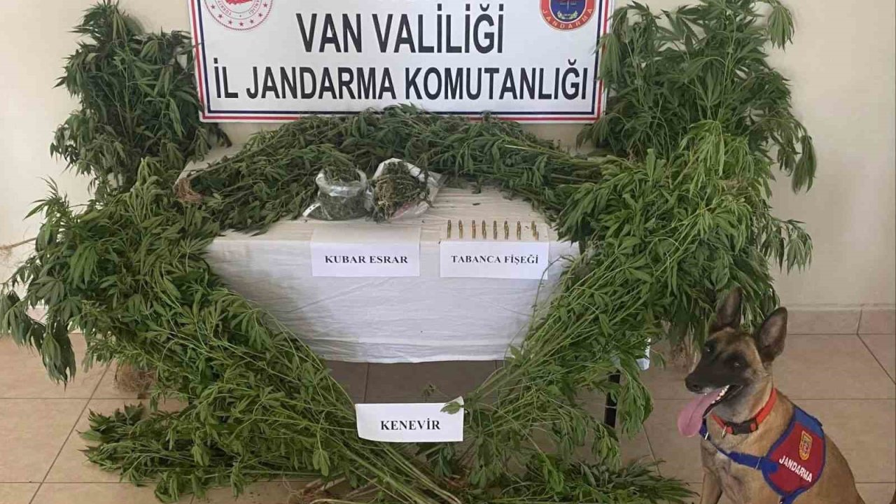 Evin çatısına kenevir ekti