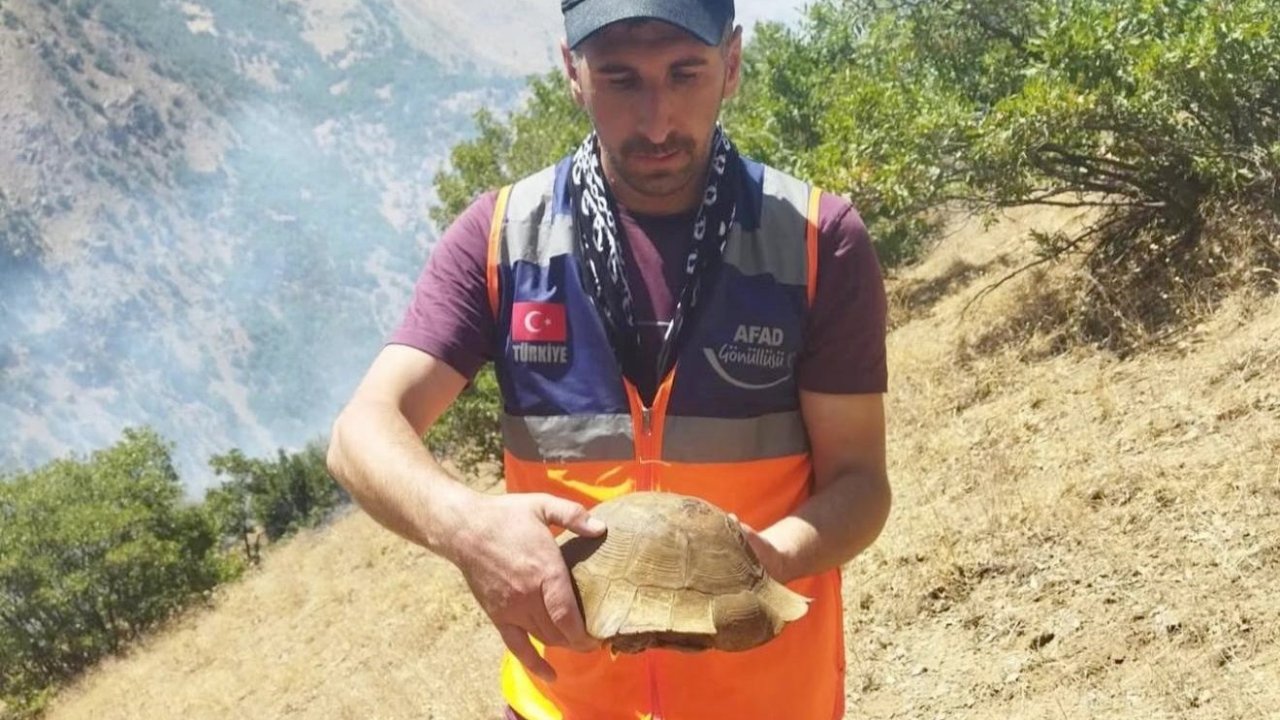 AFAD gönüllüsü yangın bölgesindeki kaplumbağayı kurtardı