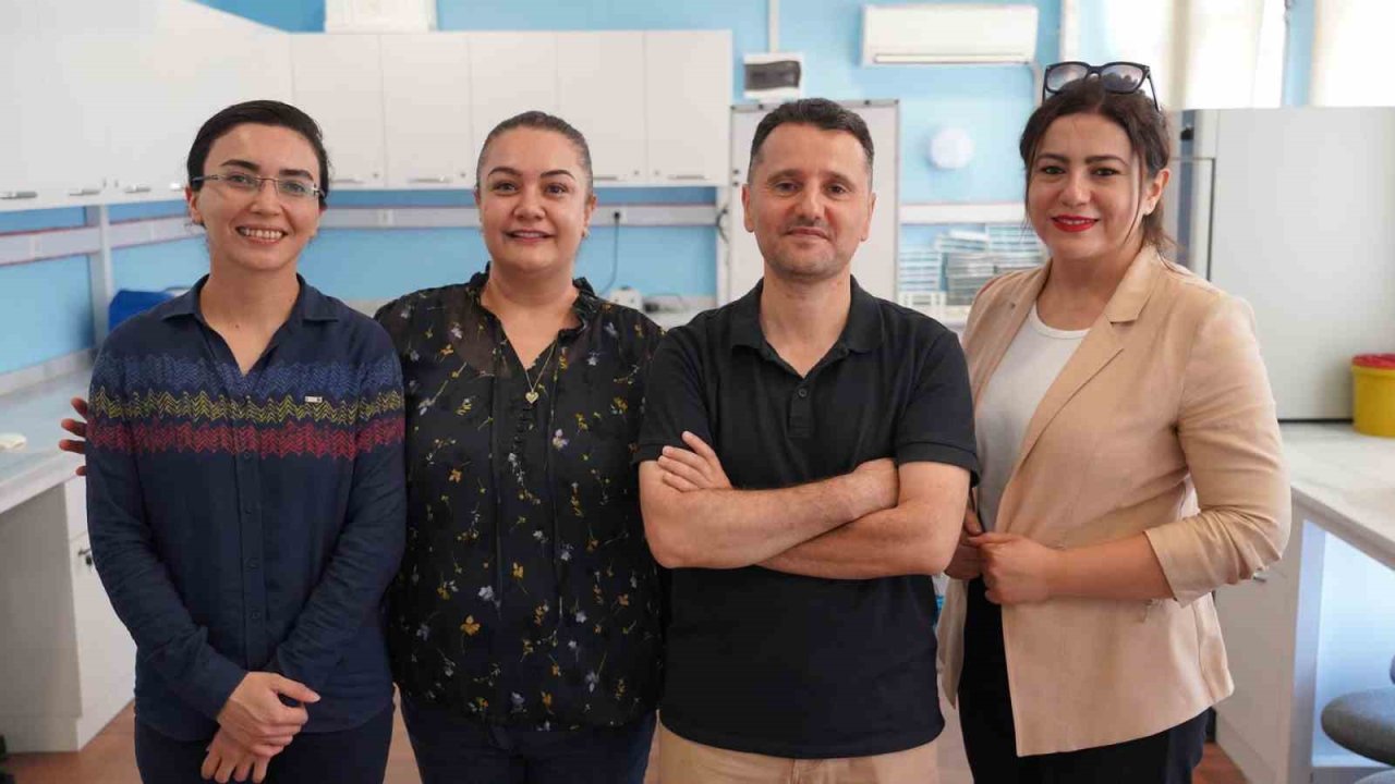 Zeytin yaprağında bulunan güçlü antioksidan ile böbrek hasarını önlemeyi hedefliyorlar