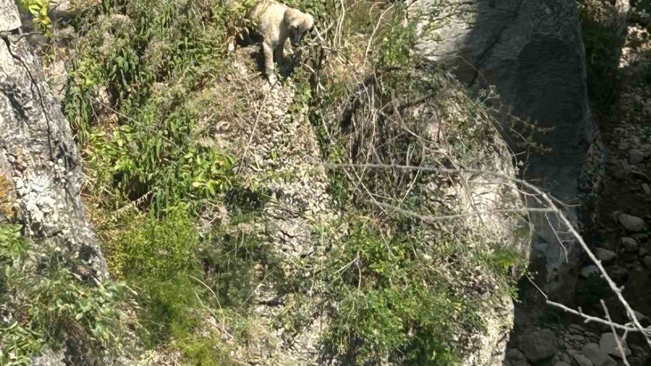 Kayalıkta mahsur kalan köpeği itfaiye ekipleri kurtardı