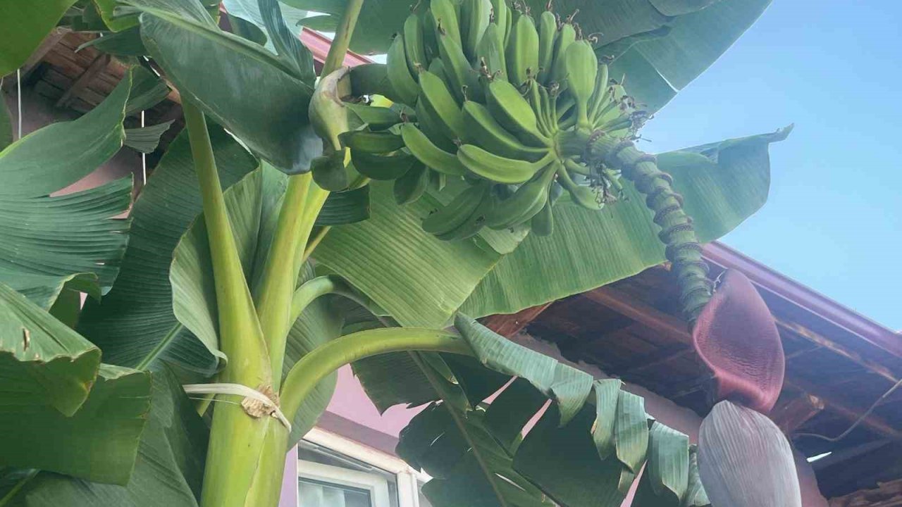 İnat etti, 700 rakımda muz yetiştirdi