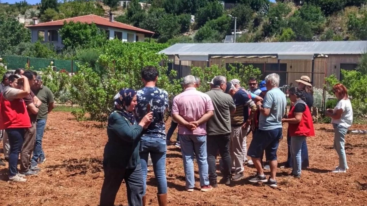Muğla’da sakız hasadı başladı
