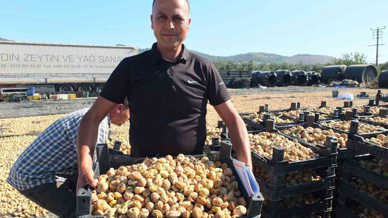 Balıkesir’ de Havran ilçesi incir de Aydın’a rakip oldu
