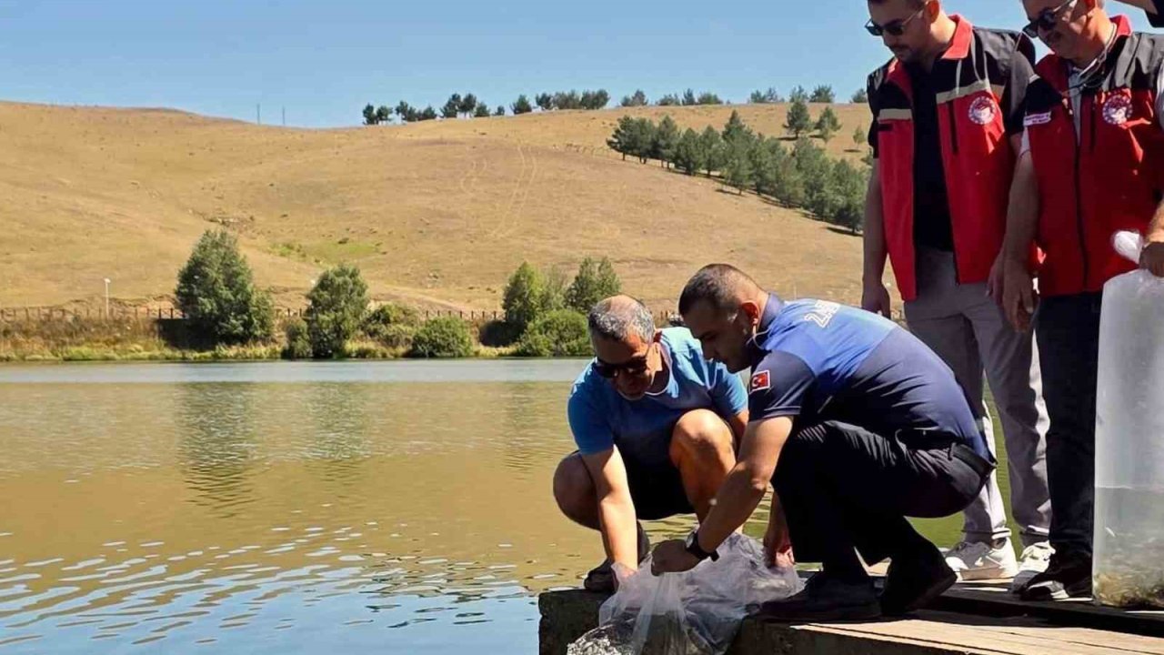 Perşembe Yaylası Göleti’ne 14 bin 240 sazan balığı bırakıldı