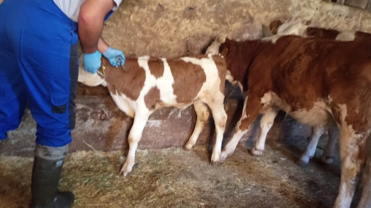 Aydıntepe’de de sonbahar dönemi şap aşılama kampanyası başladı