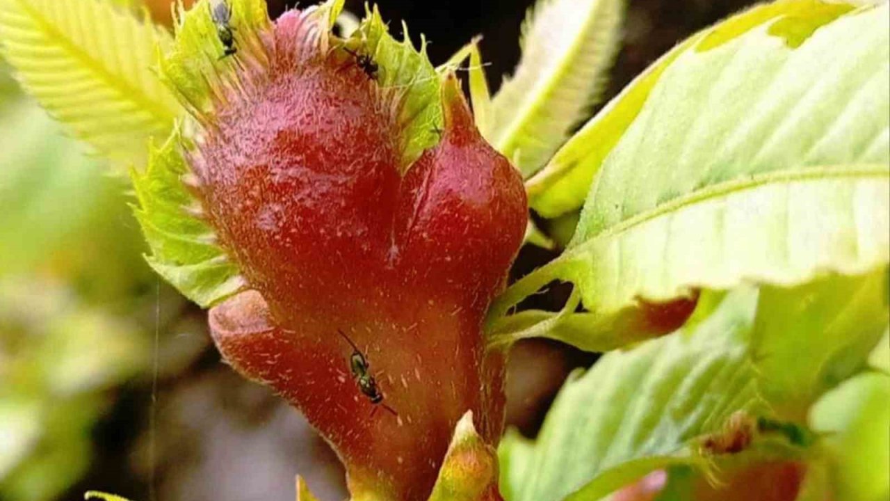Orman katili gal arısına karşı 2 bin 500 faydalı böcek doğaya salındı