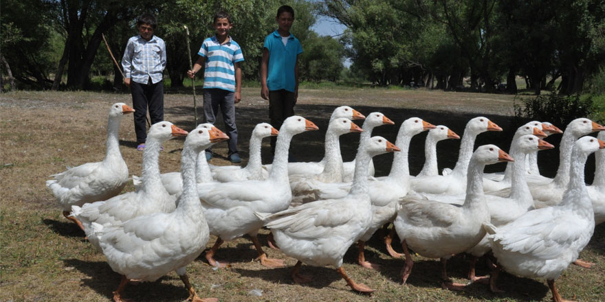 Kars Kazı Tehlikede!