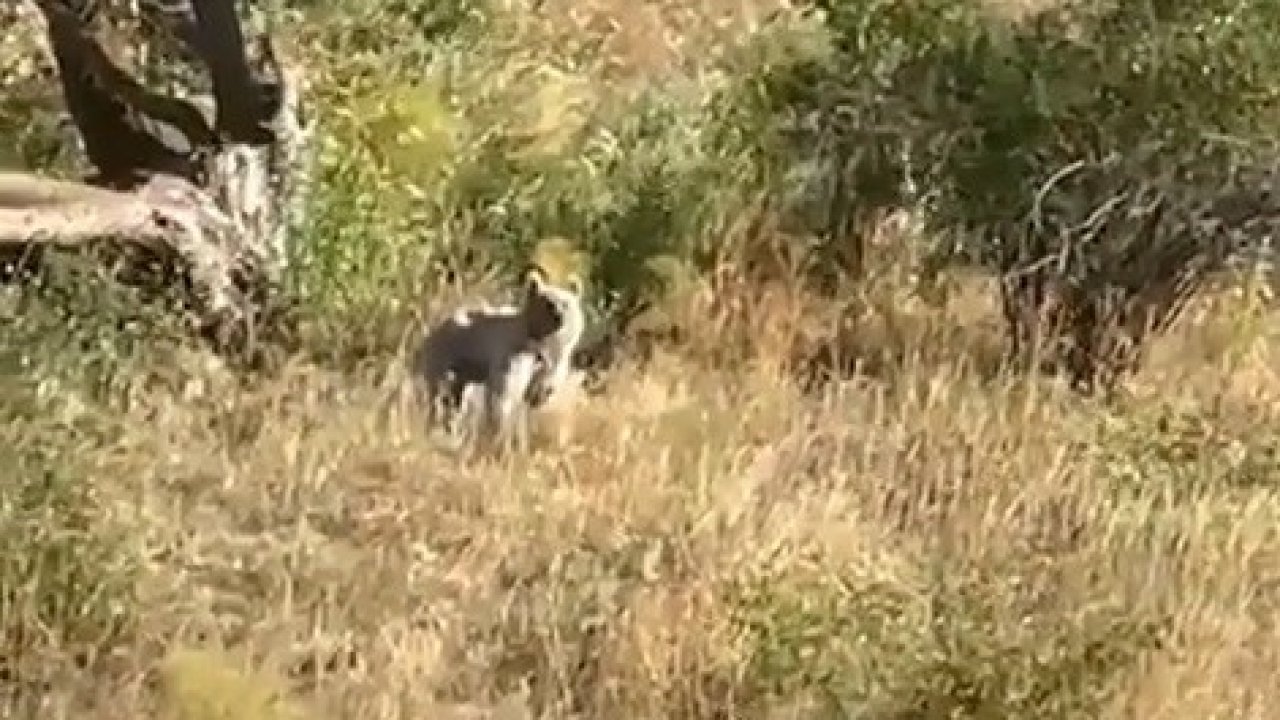 Bayburt’ta ağaçlık alanda karşılaşılan bozayı baba ve kızı heyecanlandırdı