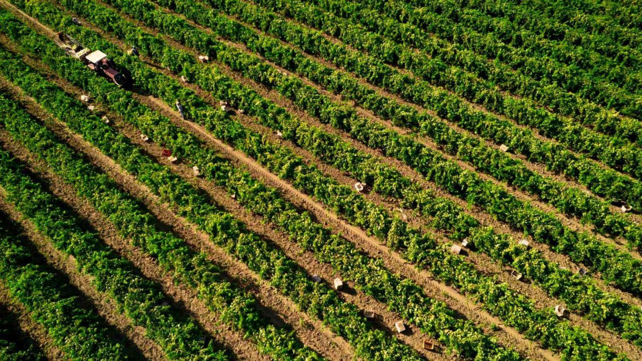 Manisa’da Sultani çekirdeksiz üzümde hasat sezonu buruk başladı
