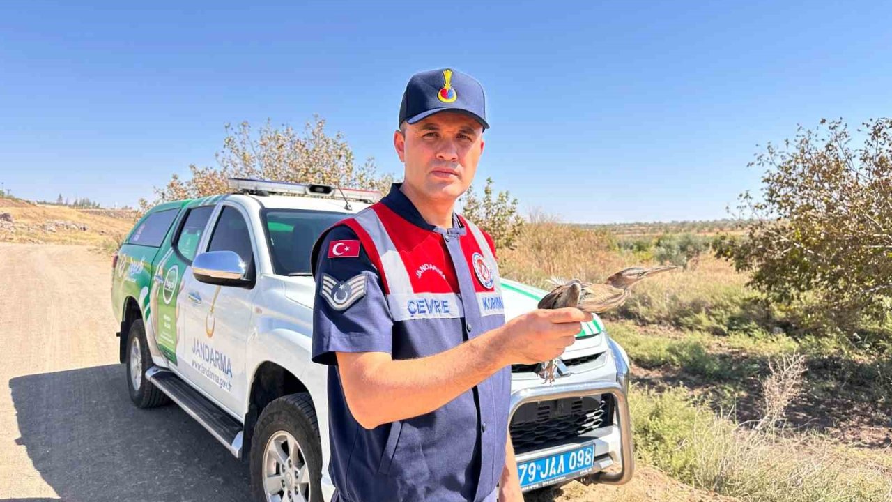 Kilis’te yaralı küçük balaban kuşu koruma altına alındı