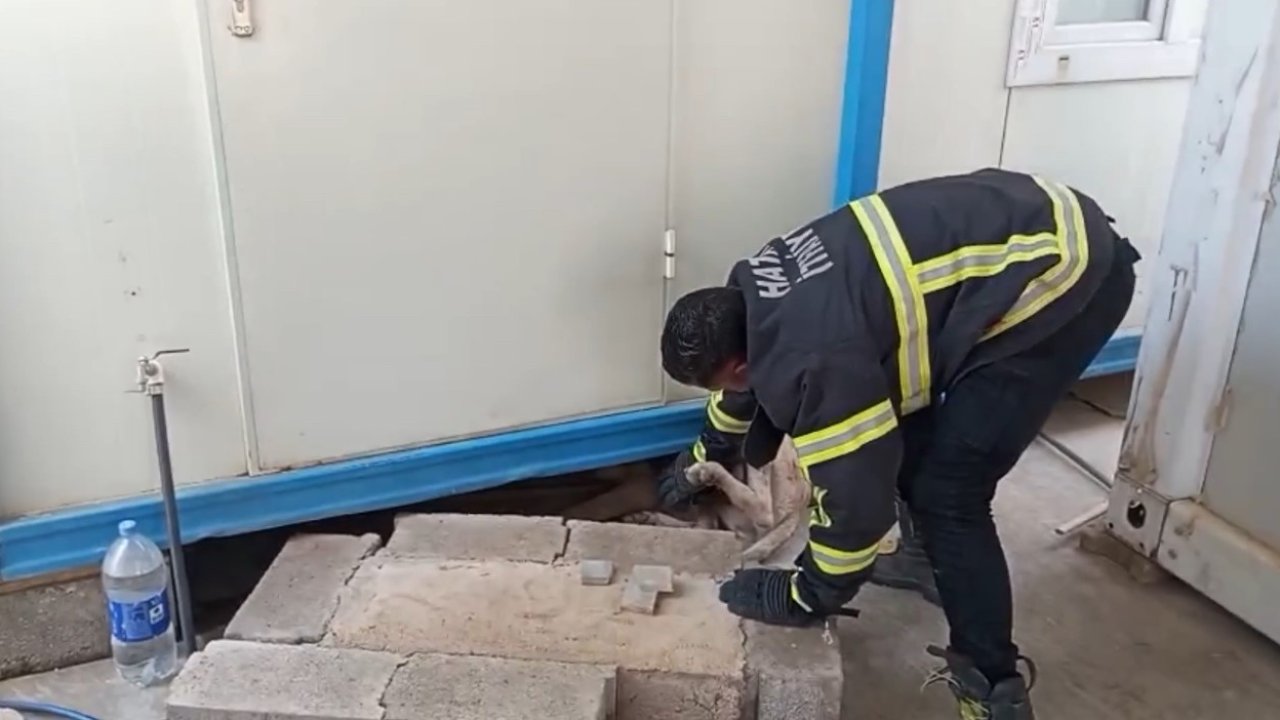 Hatay’da konteynerin altına sıkışan köpek kurtarıldı