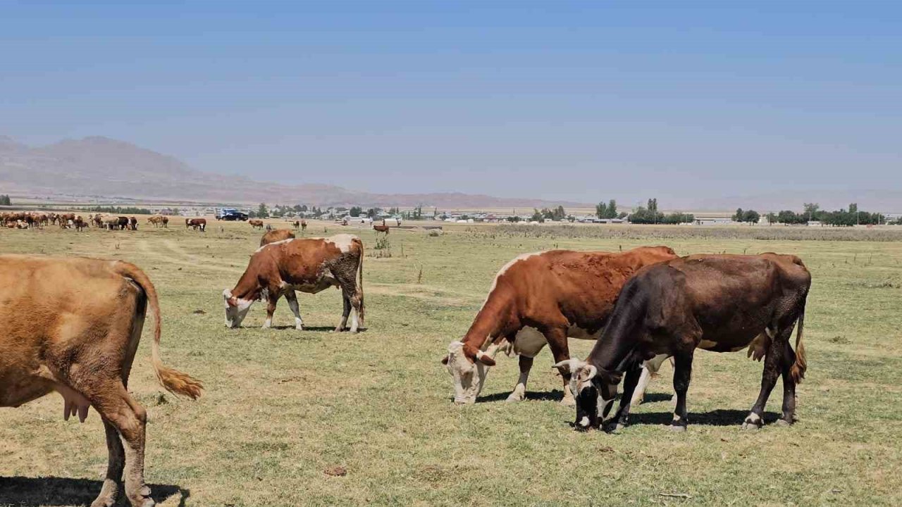 Kuş Cenneti Arin Gölü kurudu: Hayvanlar susuz kaldı