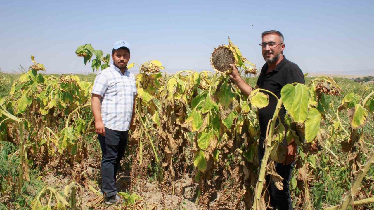 Yozgat’ta çerezlik ay çekirdeği hasadı başladı