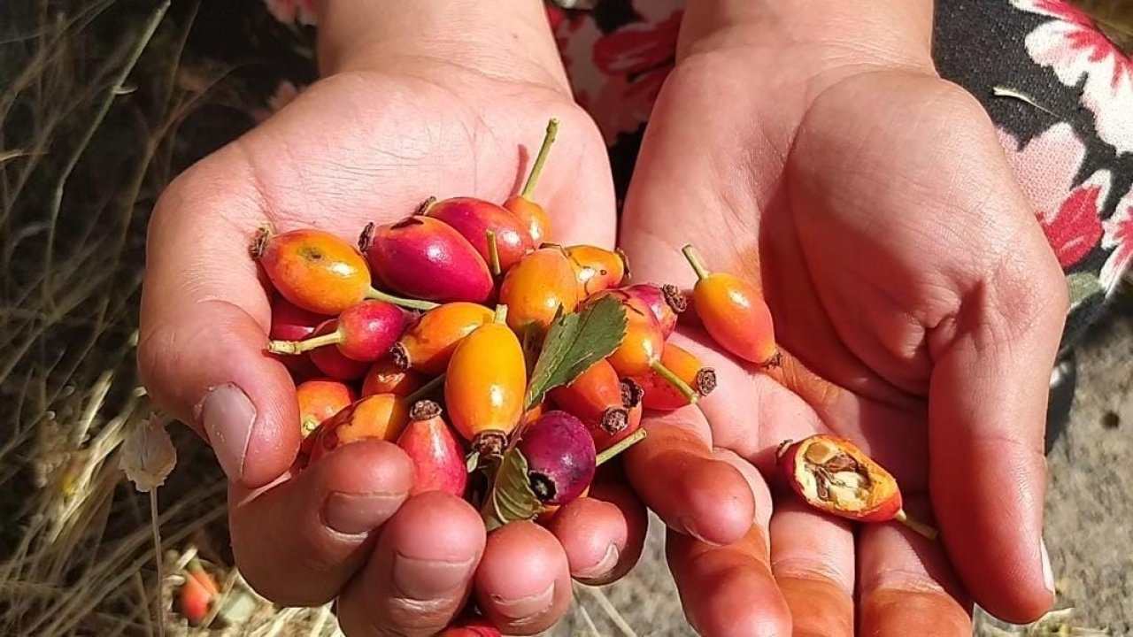 Ağrı’da kuşburnu mevsimi başladı, dağlar şifa kaynağına dönüştü