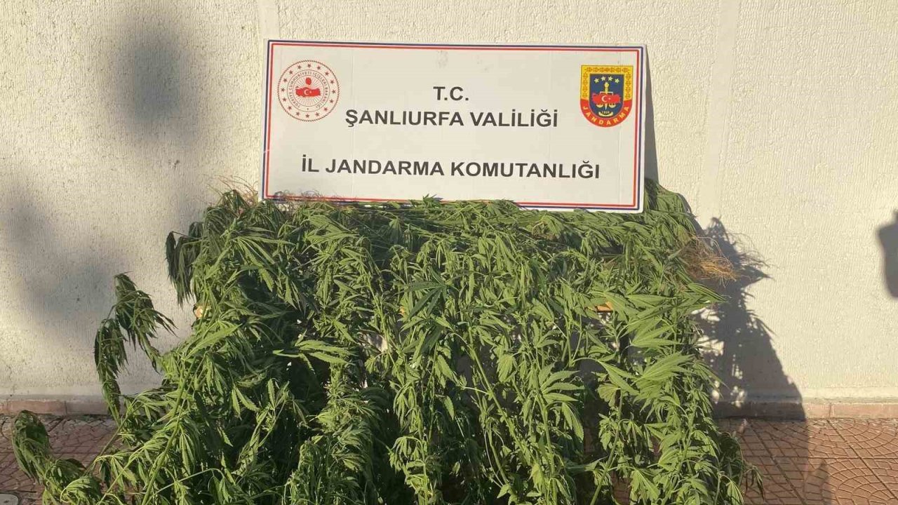 Jandarmadan uyuşturucu operasyonu