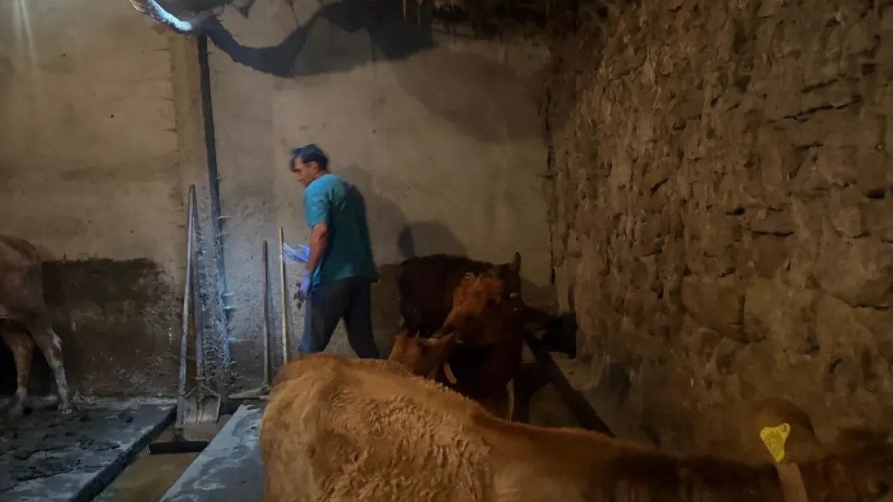 Diyadin’de şap hastalığına karşı aşı çalışmaları devam ediyor