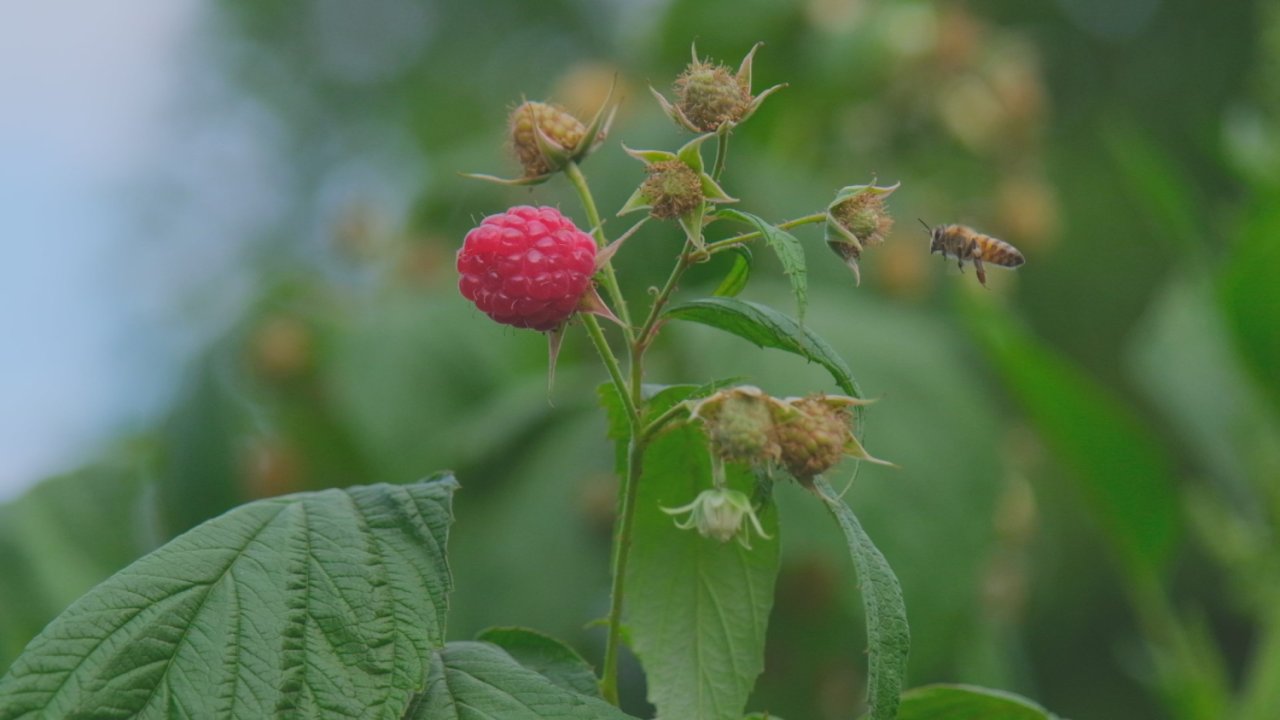 Ahududu, merkezi Bursa’da yok olmak üzere