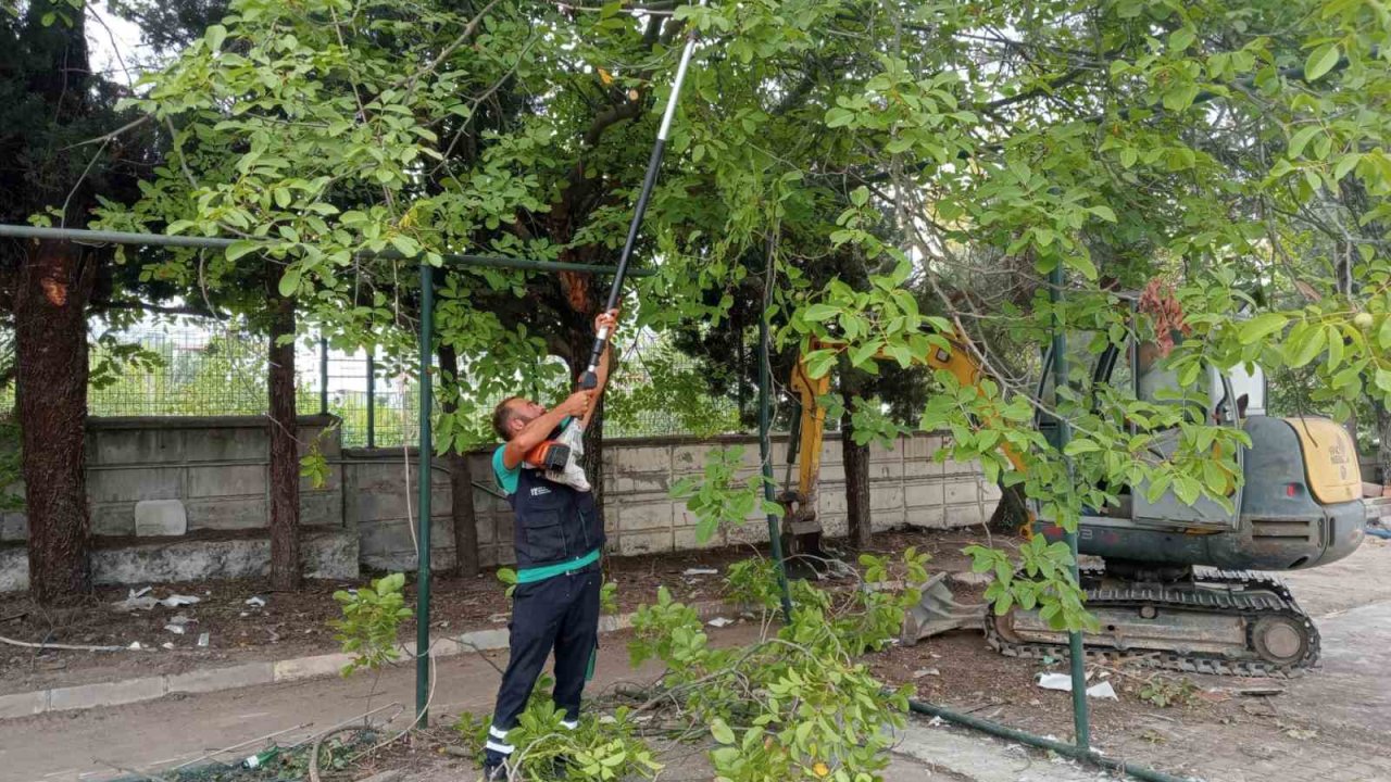 Budanan ağaçlar dar gelirli ailelere yakacak oluyor