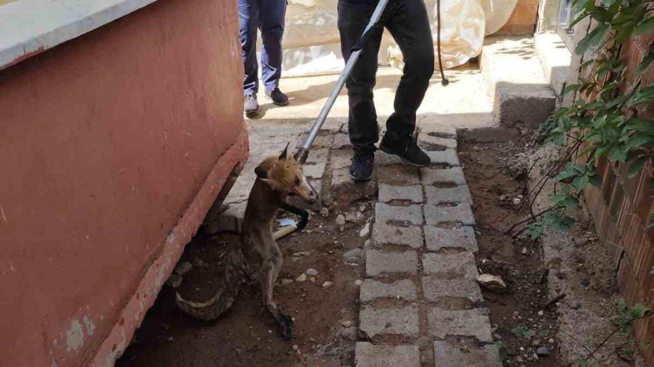 Siirt’te tilki evin bahçesine girdi