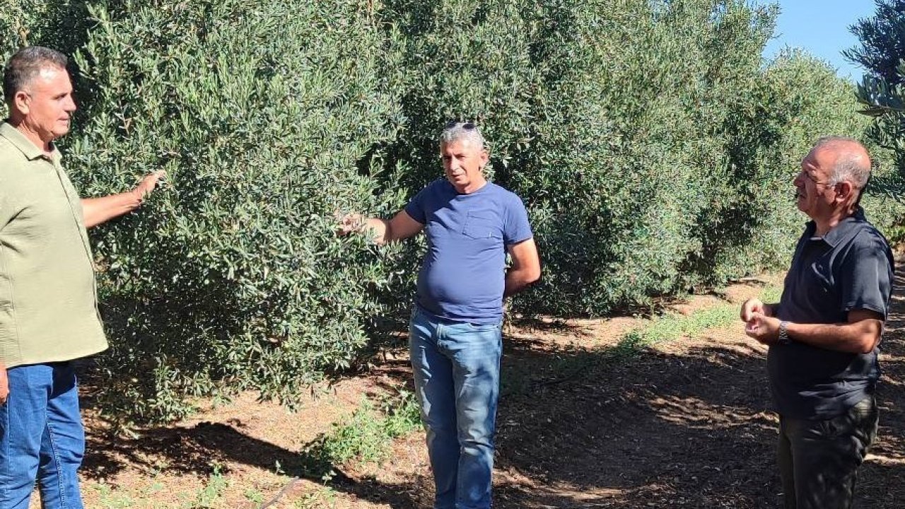 Zeytin bahçelerinde zararlı kontrolleri yapıldı