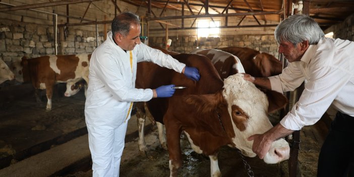 Kars’ta Hayvan Sağlığı İçin Aşılama Çalışmaları Devam Ediyor