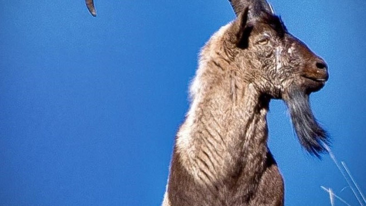 Erzincan’da av turizmi kapsamında 11 yaban keçisi kotası