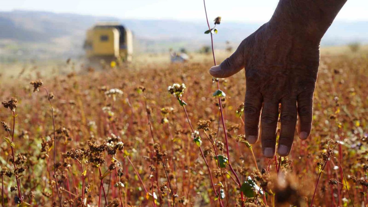 Gümüşhane’de karabuğday hasadı başladı