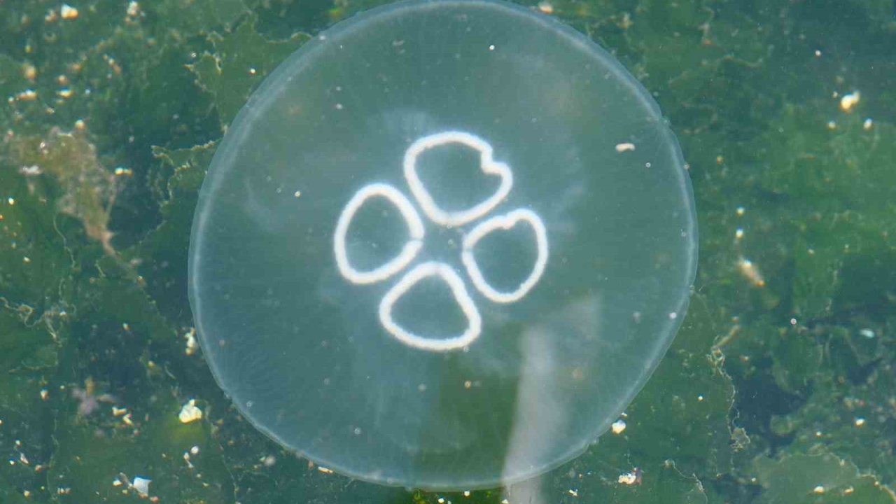 Müsilaj bitti bu kez denizanası kabusu başladı