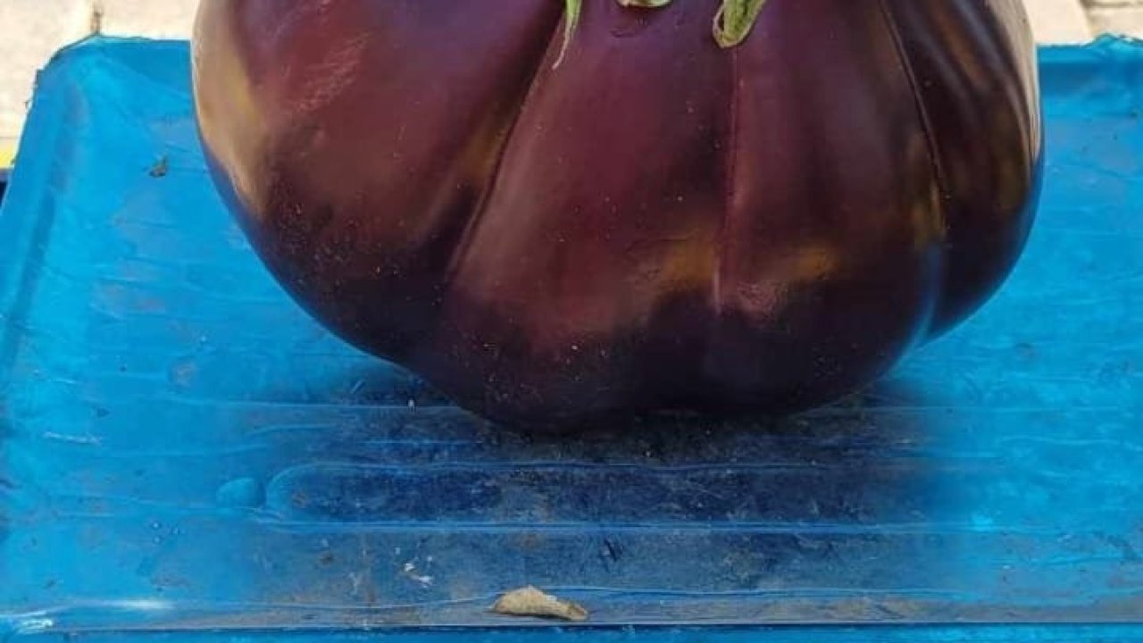 Karpuz gibi patlıcan