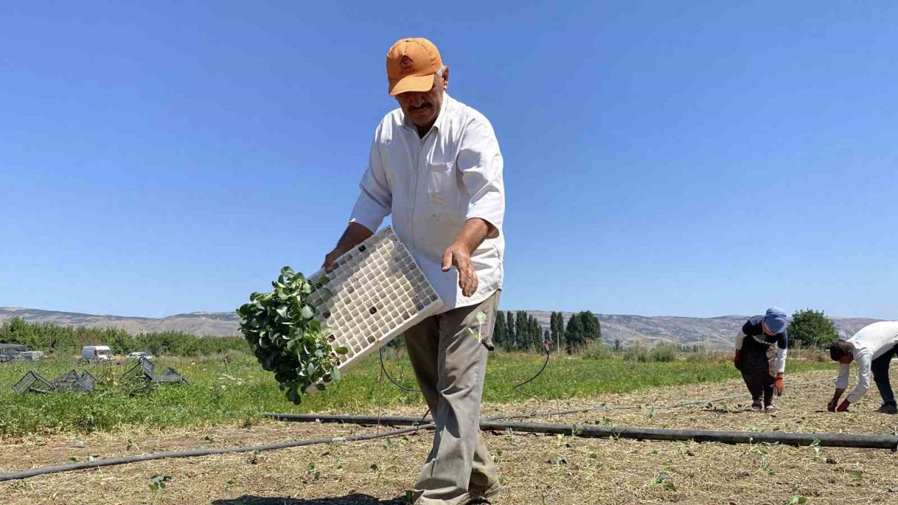 Eskişehirli çiftçinin alın teri kuraklığa ve yüksek maliyetlere yenik düştü