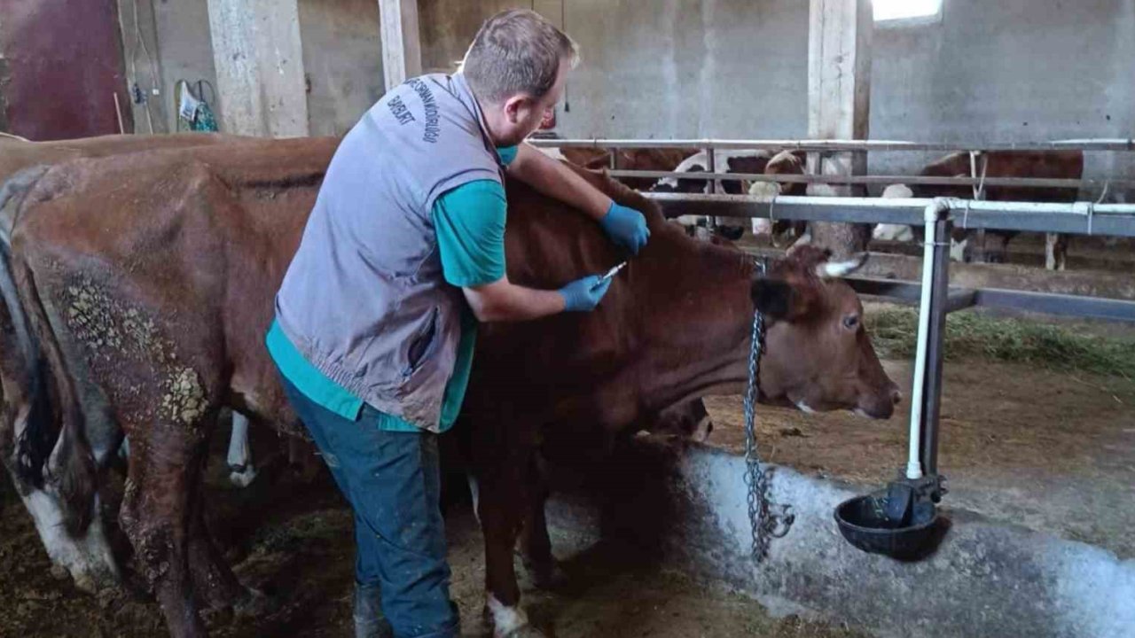 Bayburt’ta şap aşılama çalışmaları merkez ve ilçelerde devam ediyor