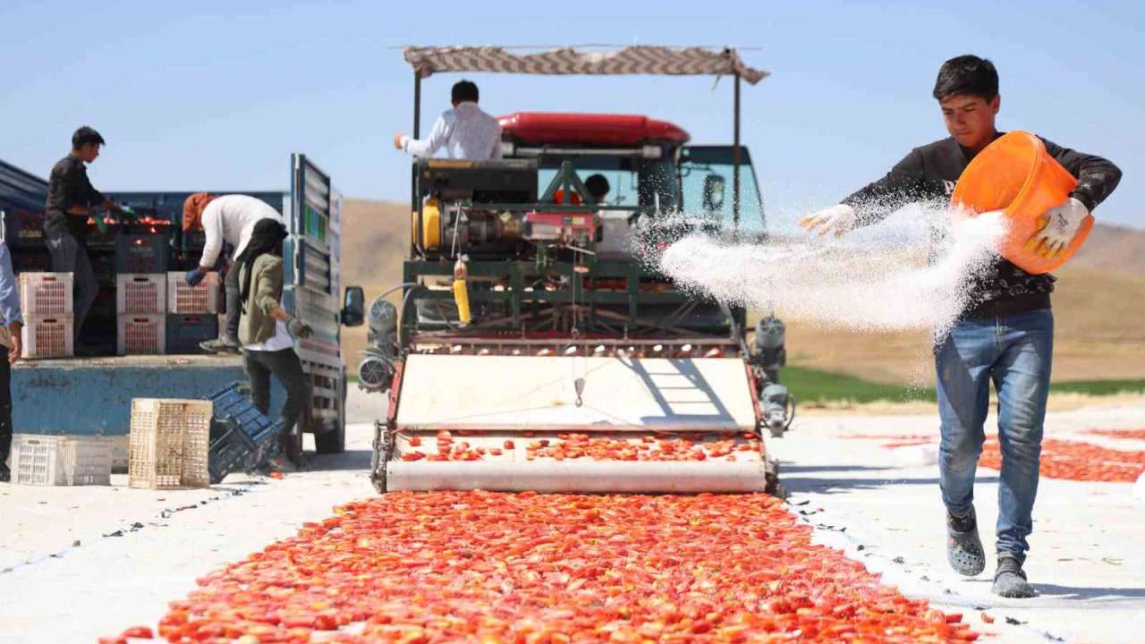 Dünya sofralarını süsleyen domateste 315 ton rekolte bekleniyor