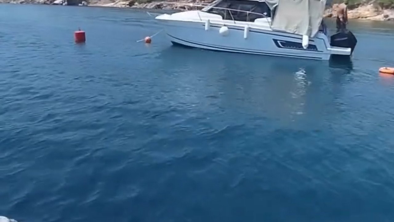 Ayvalık Adaları’nda deniz çayırları korunuyor