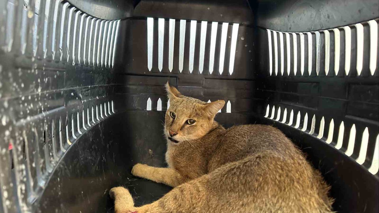 Didim’de yaralı halde bulunan dağ kedisi tedavi altına alındı