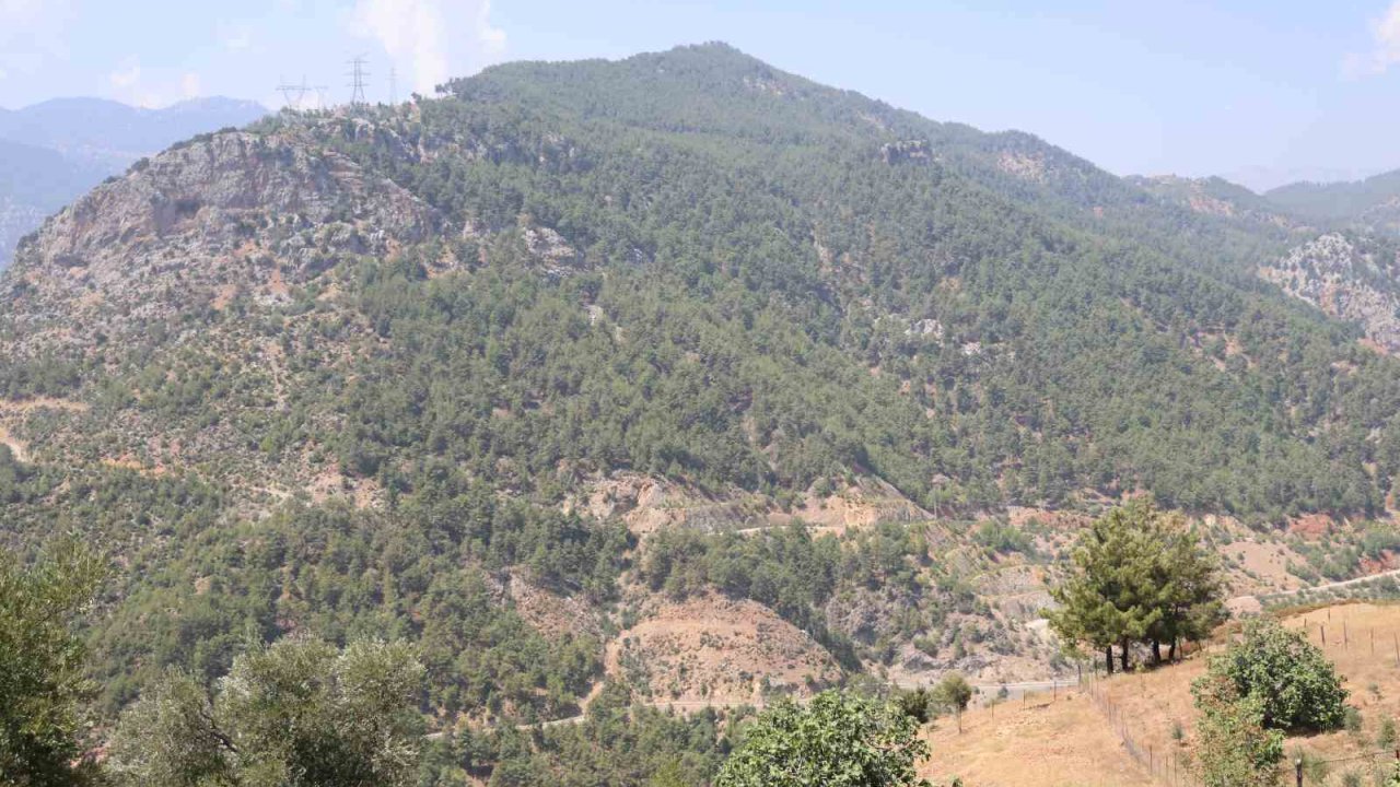 Adana’da orman yangınıyla küle dönen 4 bin hektarda fidanlar tekrar büyüdü