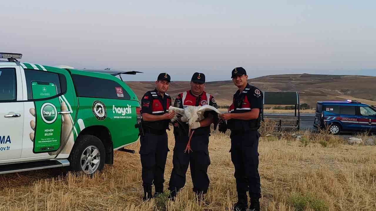 Yaralı leylek koruma altına alındı