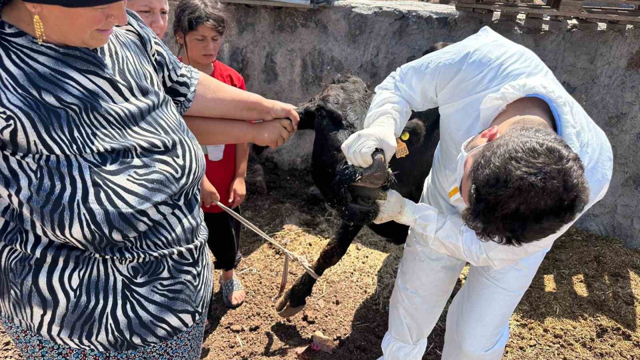 Şırnak’ta şap hastalığına karşı seferberlik