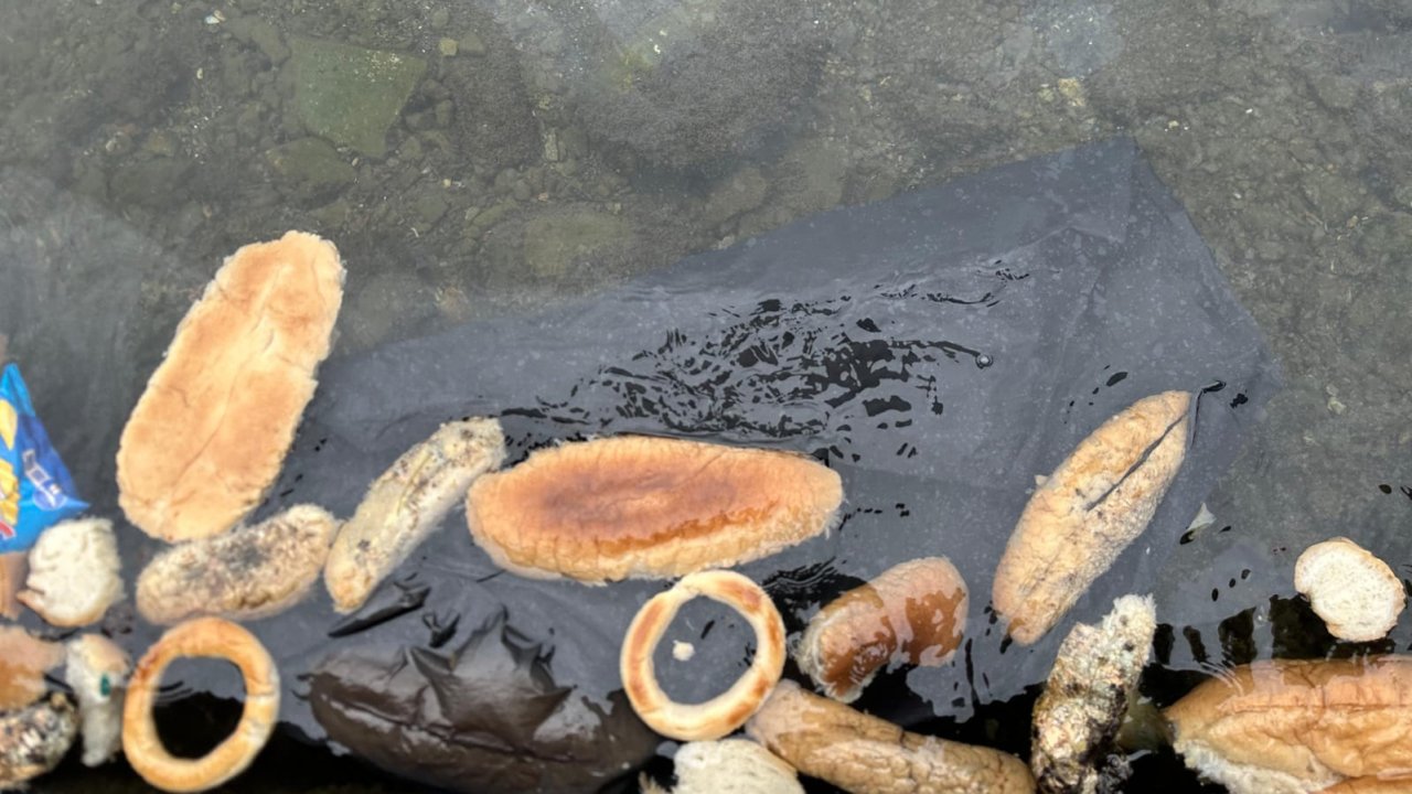 Yüzlerce ekmek, simit ve mısır ekmeğini denize döktüler