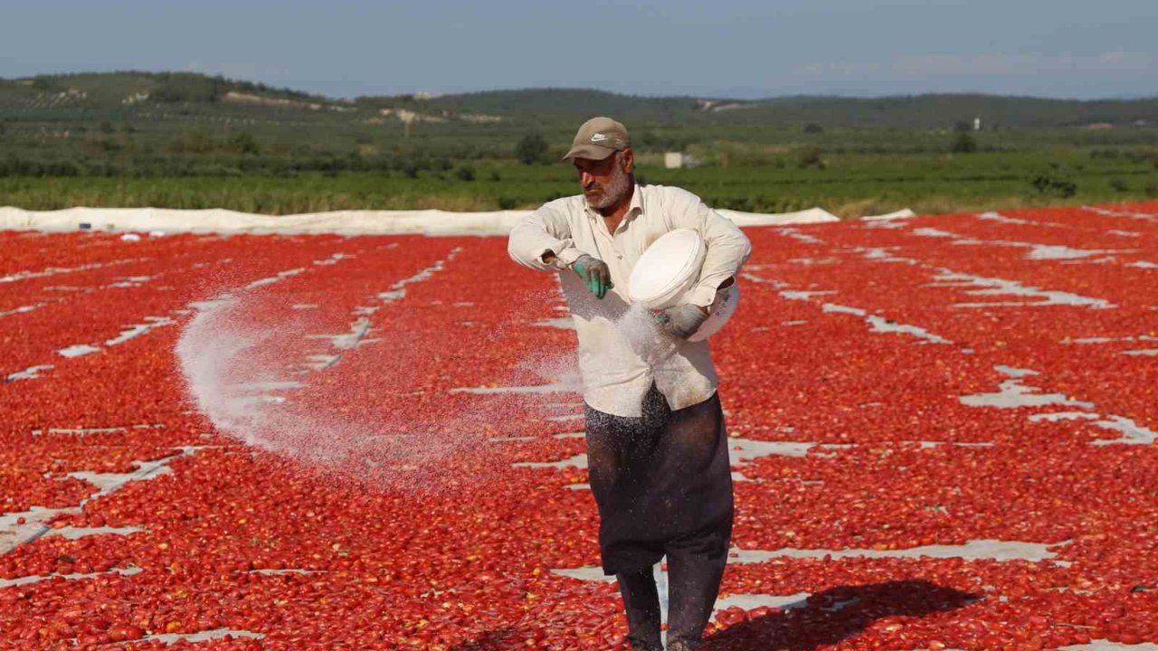 Domates kurutma alanlarında görsel şölen